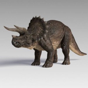 triceratops_var1_001-1.jpg